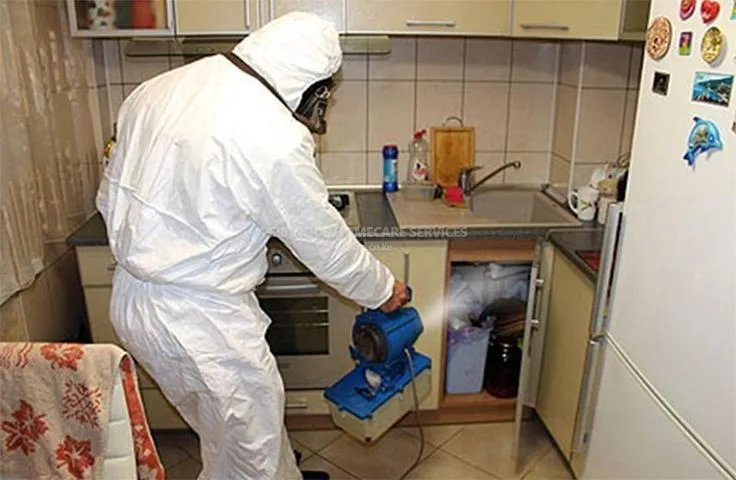 Bedbugs removal
