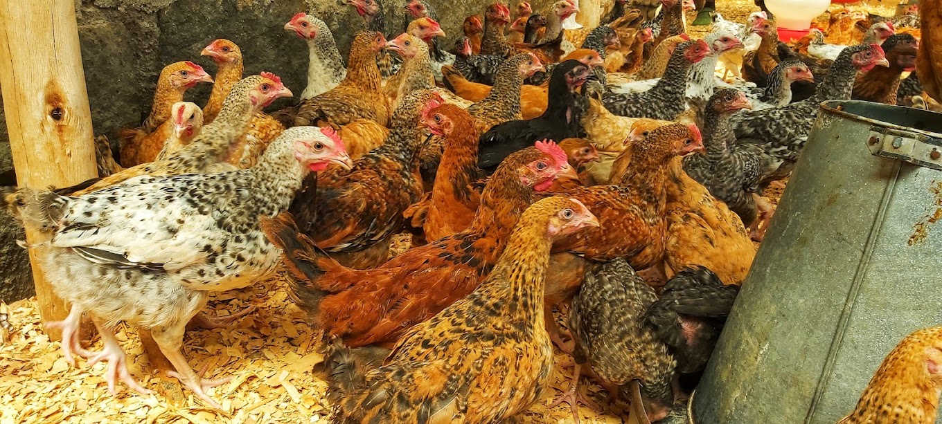 Menengai Agrovet & Veterinary Services - Animal Feed Store in Nakuru CBD