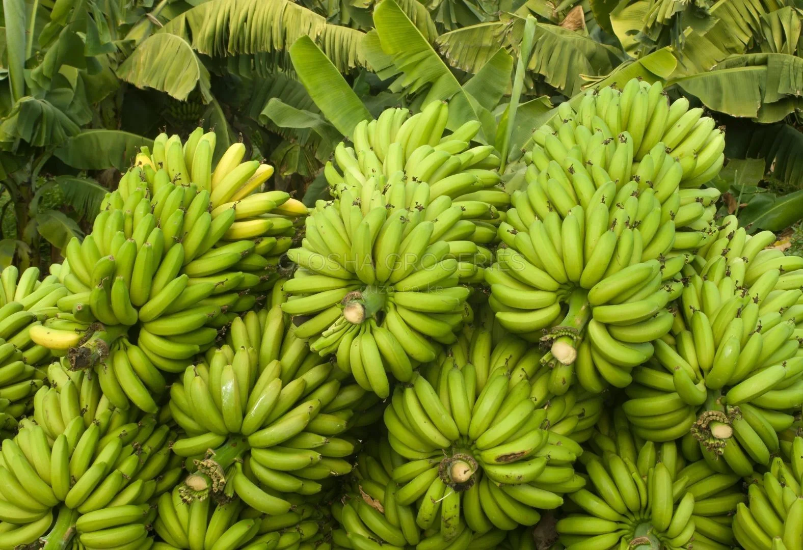Green Bananas - Grocery store in Nairobi